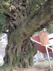 スダジイの大木