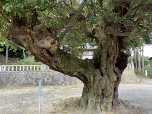 スダジイの大木